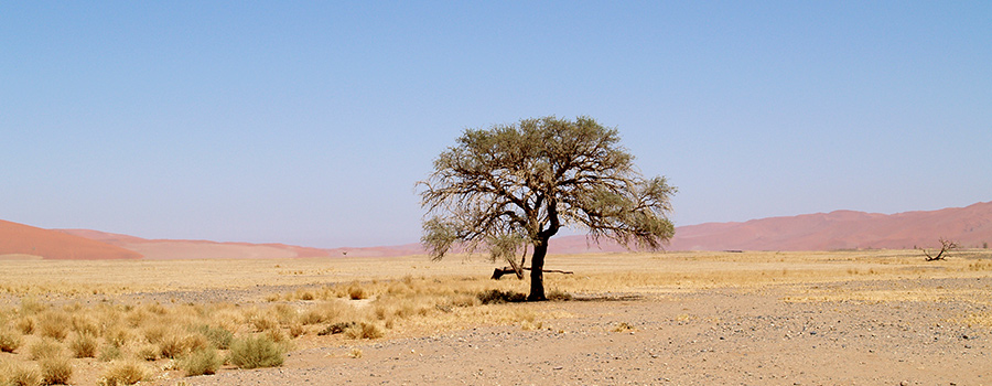 Ein Baum in der Kalahari
